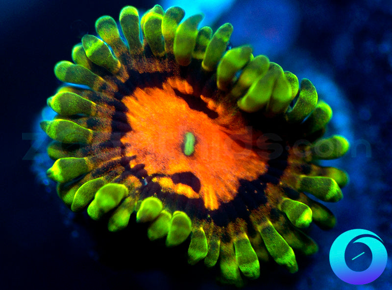 SBB Marvin the Martian