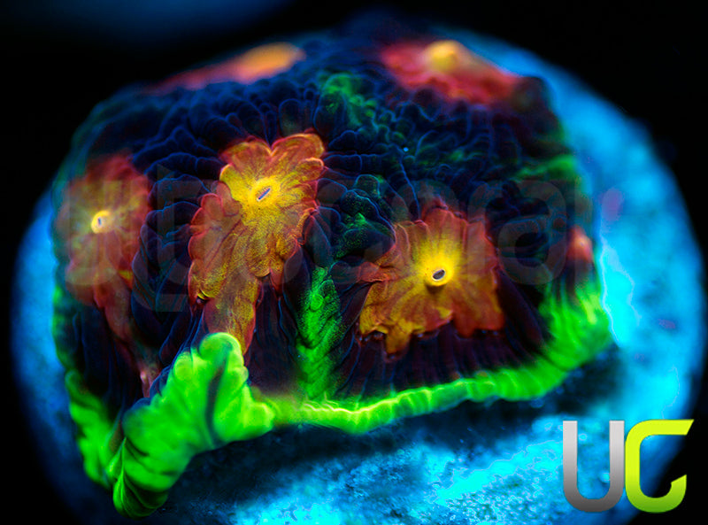 UC Ring Leader Favites