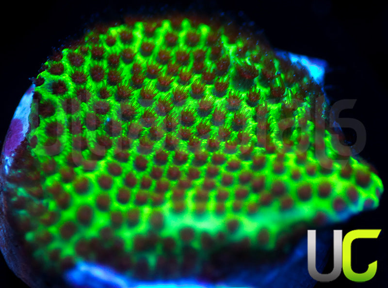 UC The Grinch Porites