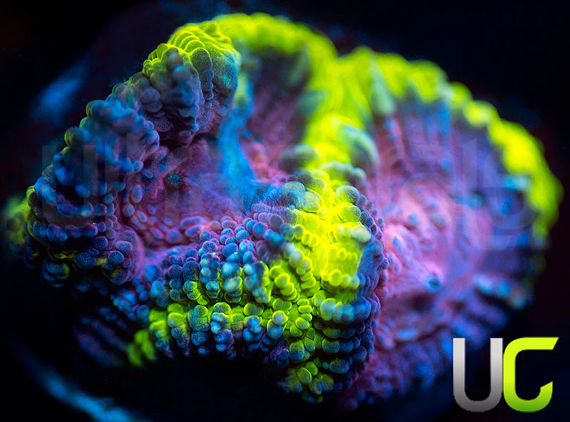 NEW RELEASE: UC Legion of Doom Favia