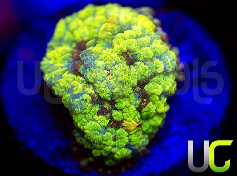 Maybe Punisher Bounce Mushroom unsure