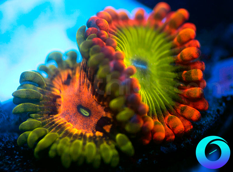 Electric Oompa Loompa & Marvin the Martian