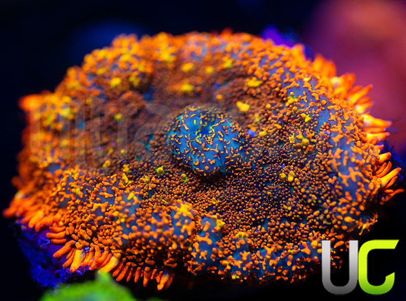 New Release: UC Bird of Paradise Mushroom