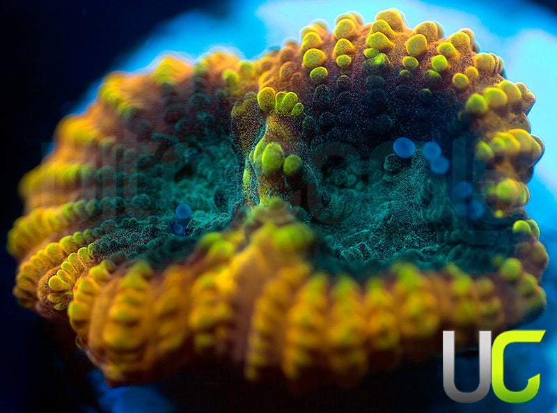 TGC Favia of the Gods Favia