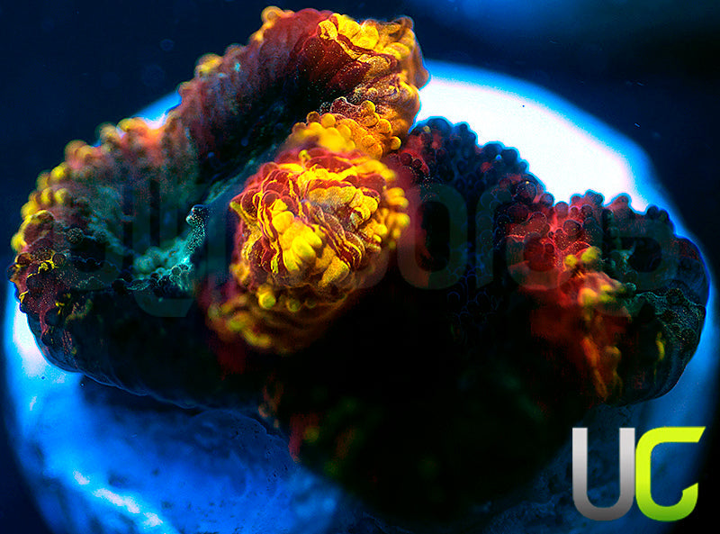 JF Yellow Submarine Favia