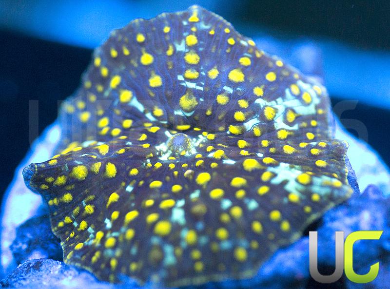 UC Yellow Spot Mushroom