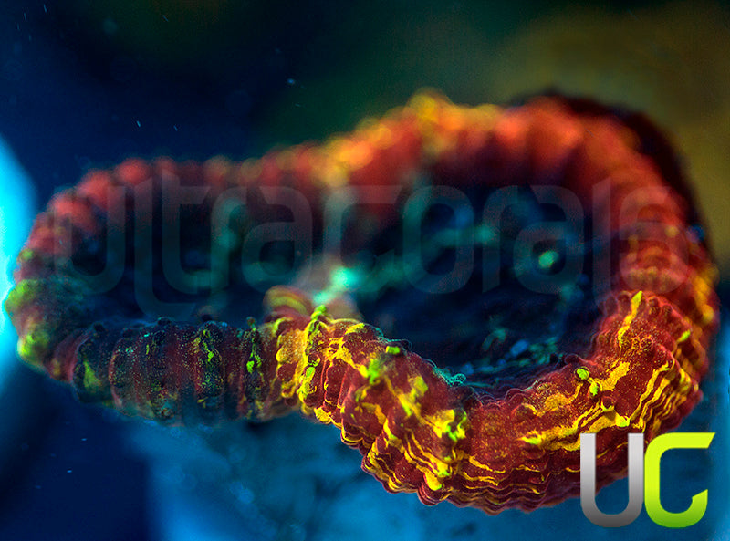 JF Yellow Submarine Favia