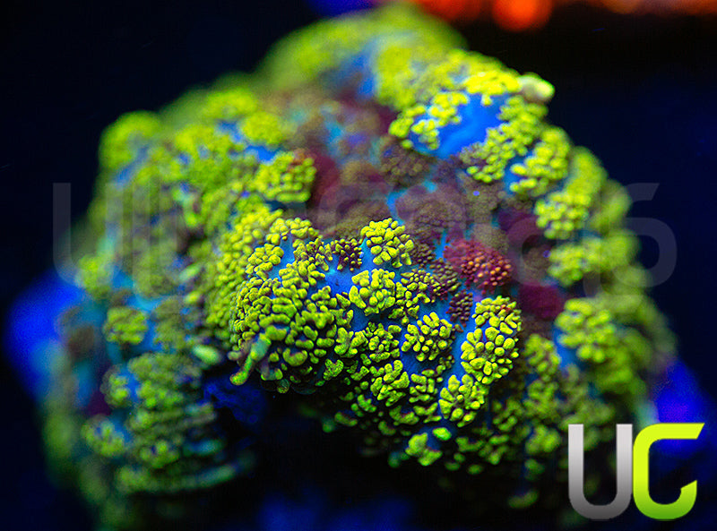 UC Cat in the Hat Mushroom