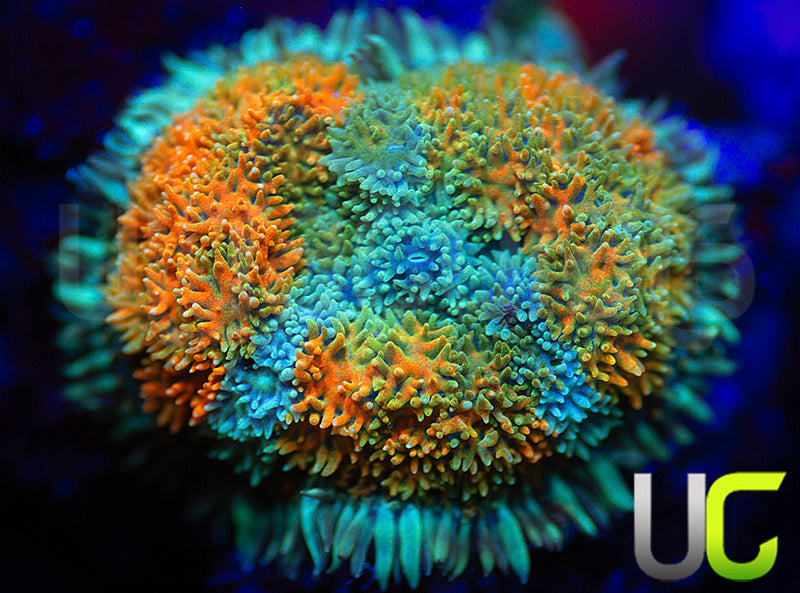 tiger lily coral New Release: UC Tiger Lily Mushroom + baby