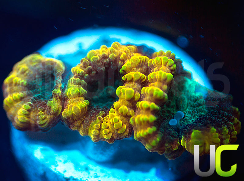 TGC Favia of the Gods Favia