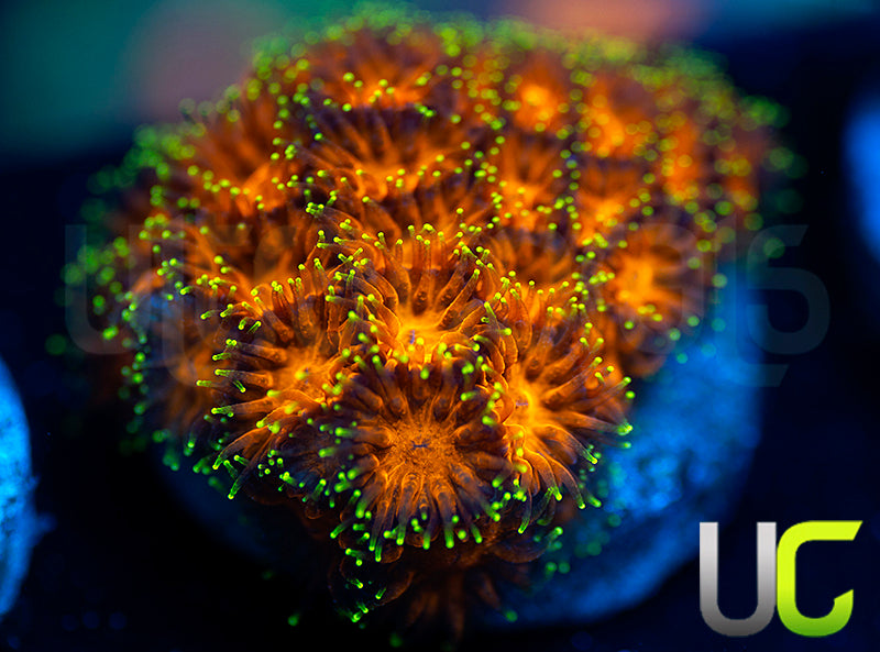 UC Lightning Tip Leptastrea