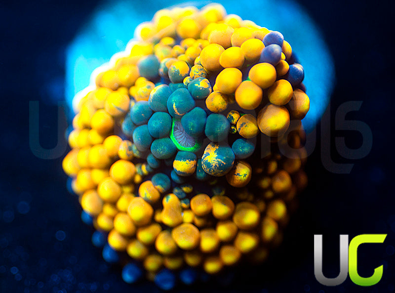 Agent Orange Bubble Ricordea