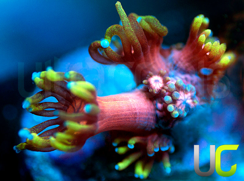 BigR Valentines Goni