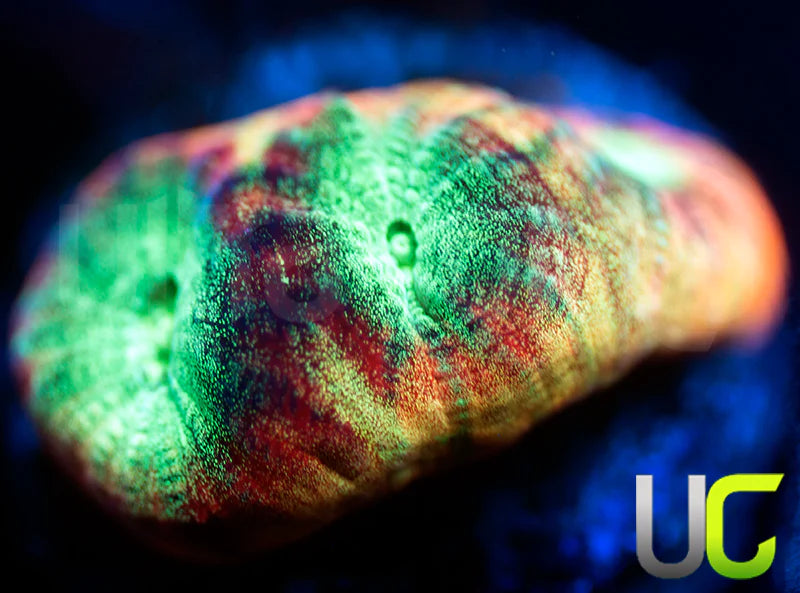 JF Psycho Rainbow Rim Favia