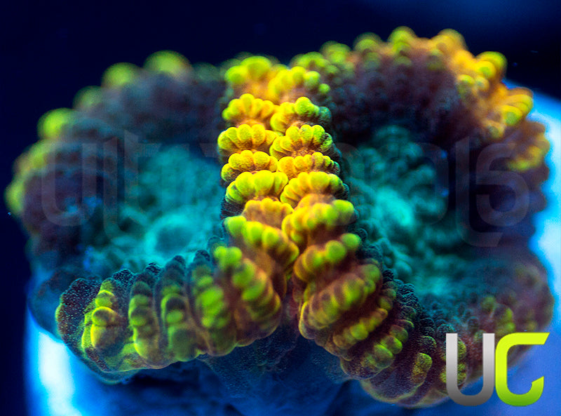 TGC Favia of the Gods Favia