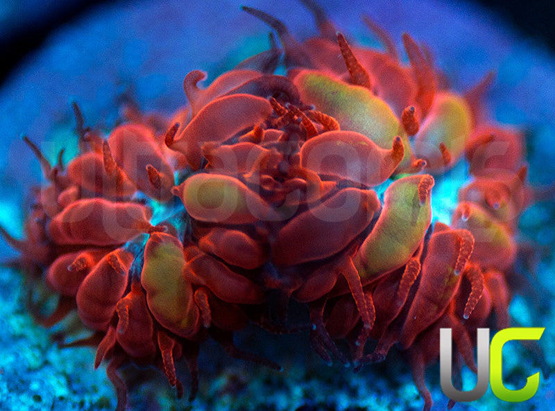 UC Blue Raven Blastos