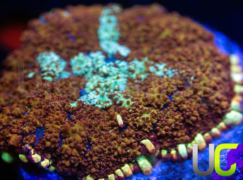 Ultra Cushion Mushroom XXL