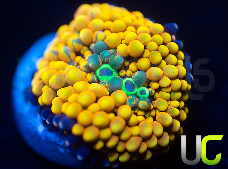 Agent Orange Bubble Ricordea