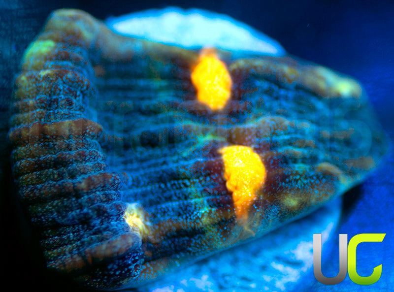 NEW RELEASE: UC Abyss Chalice