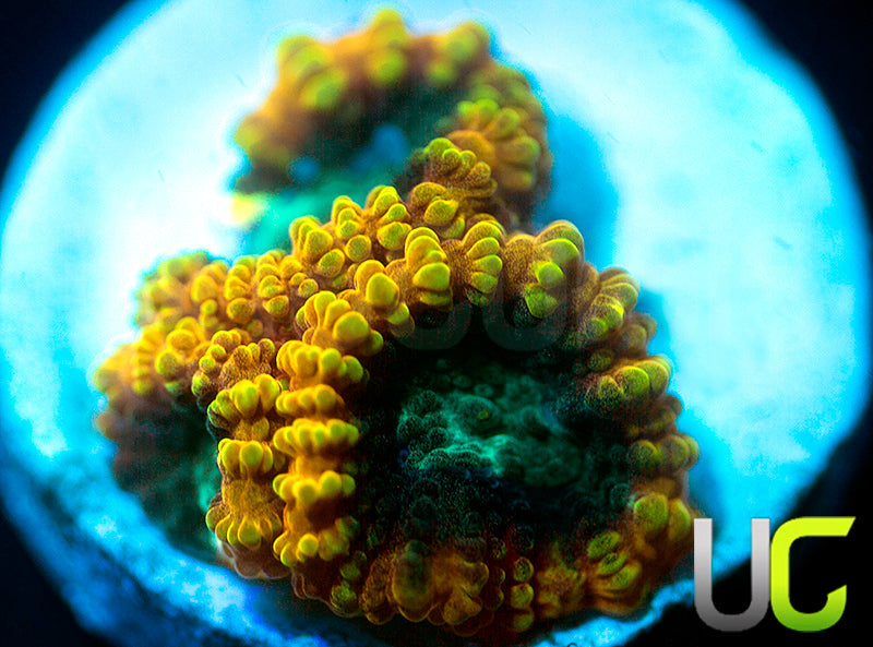 TGC Favia of the Gods Favia