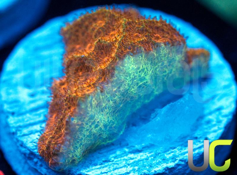 Watermelon Psammocora