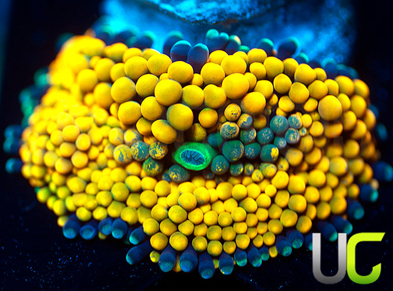 Agent Orange Bubble Ricordea