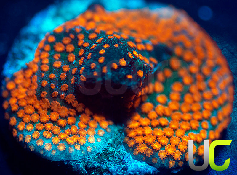 BigR Screamin Demon Monti