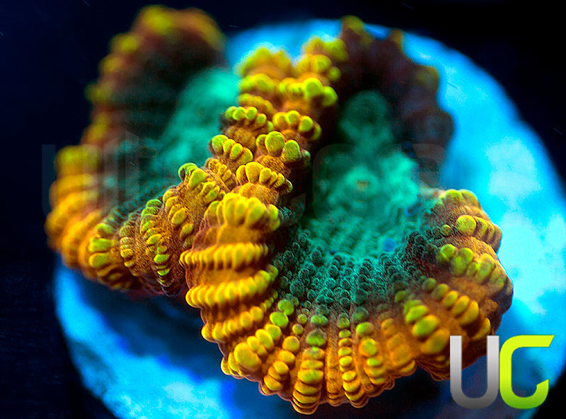 TGC Favia of the Gods Favia