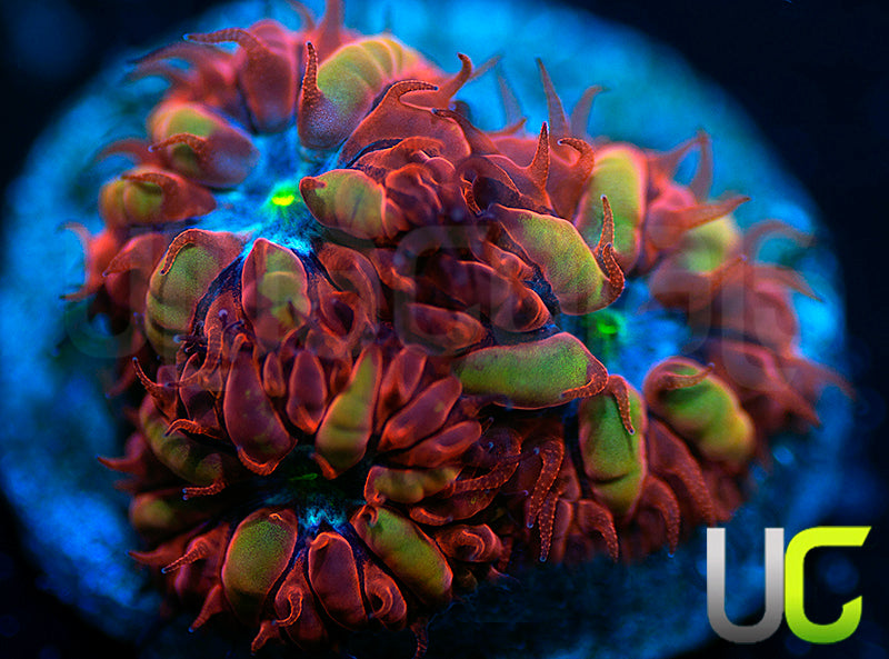 UC Blue Raven Blastos