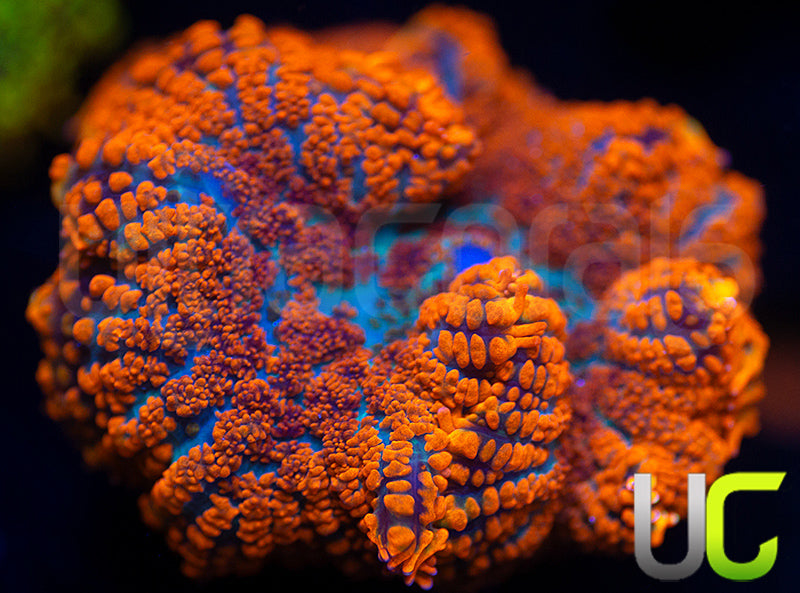 UC Hells Spells Mushroom