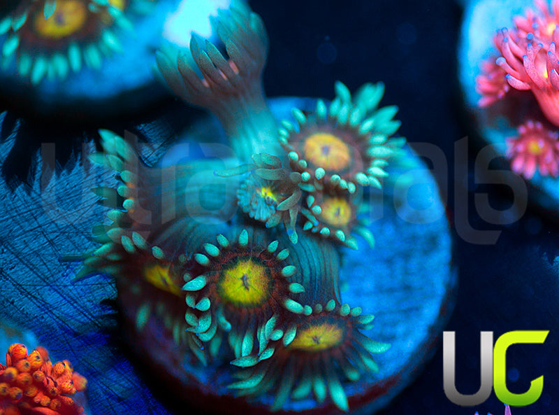 UC Rainbow Wolverine Goni