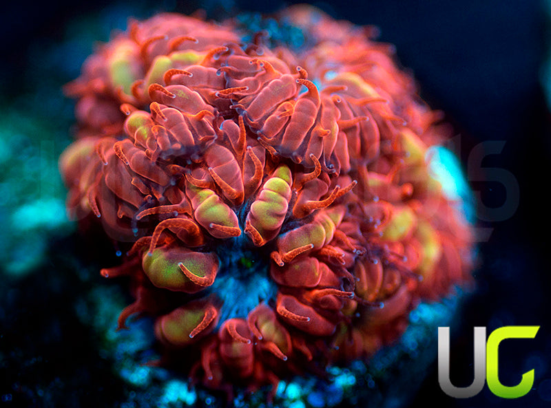 UC Blue Ravens Blastos