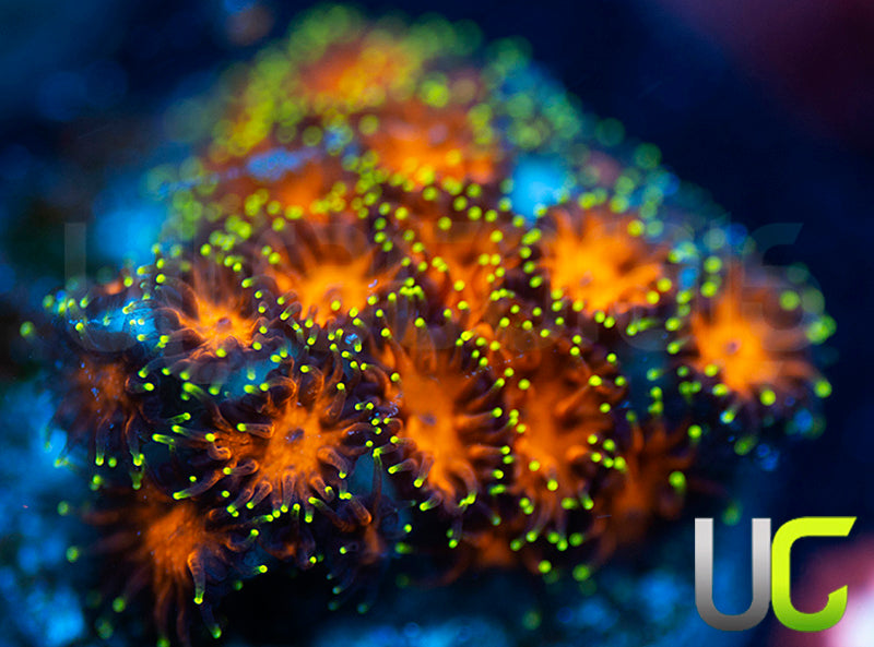 UC Lightning Tip Leptastrea