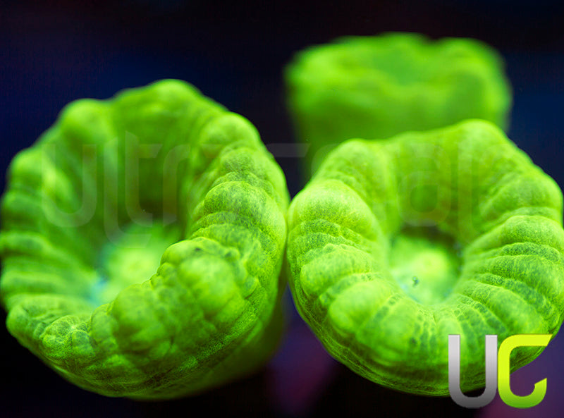 Kryptonite Candy Cane