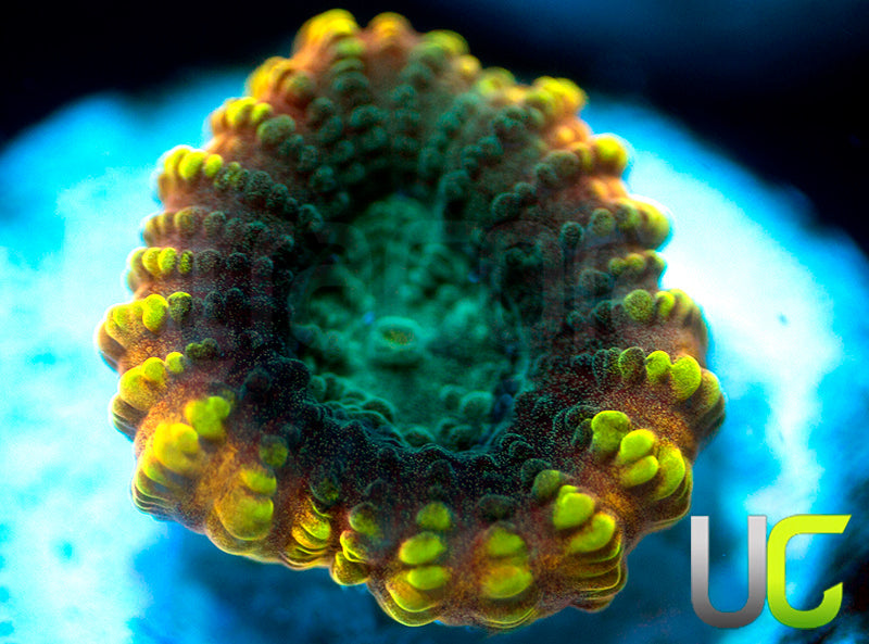 TGC Favia of the Gods Favia