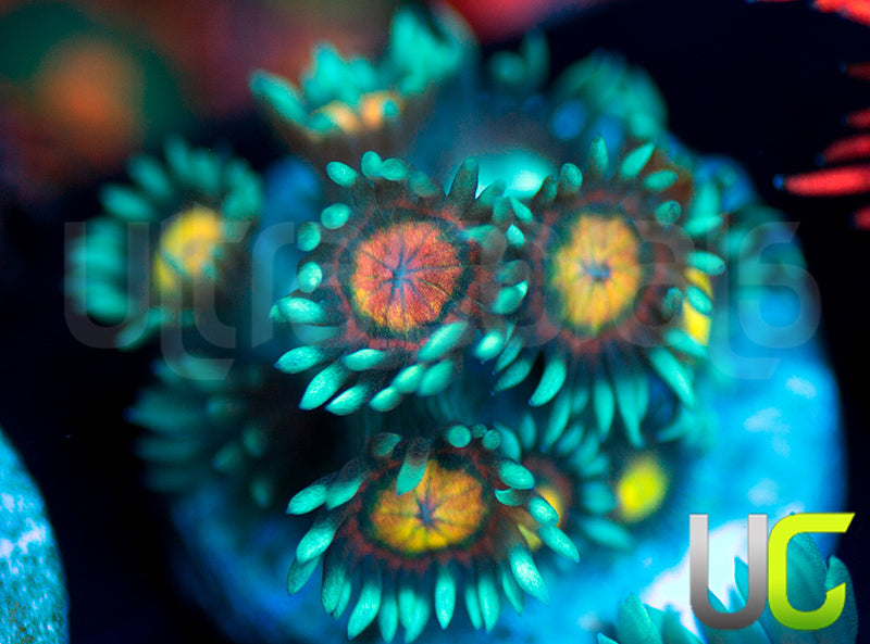 UC Rainbow Wolverine Goni