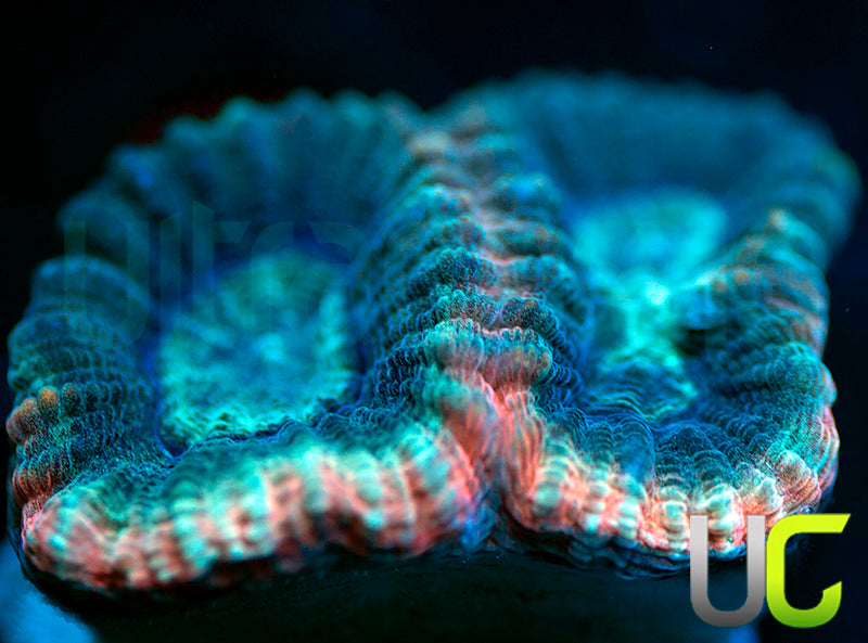 NEW RELEASE: UC Ultimate Edge Favia