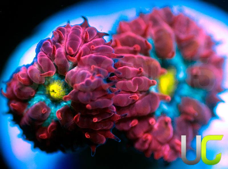 UC Boondocks Blastos