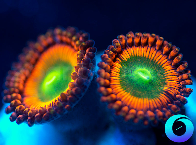 NEW RELEASE: Level Up