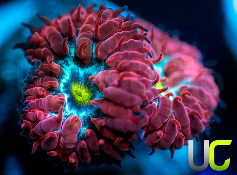 UC Boondocks Blastos