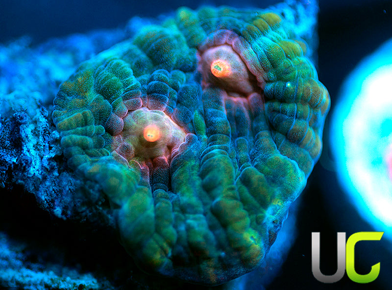 UC Dream Boat Chalice