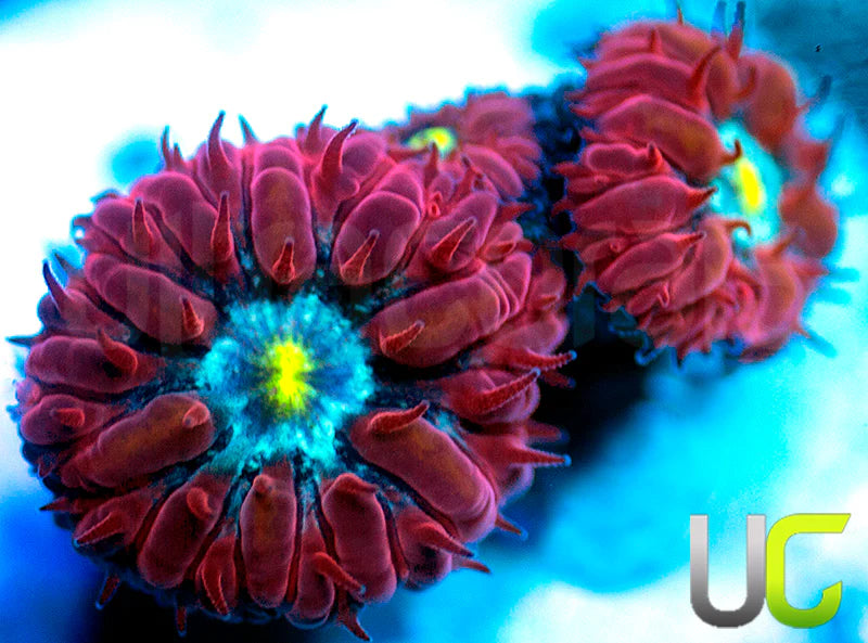 UC Boondocks Blastos