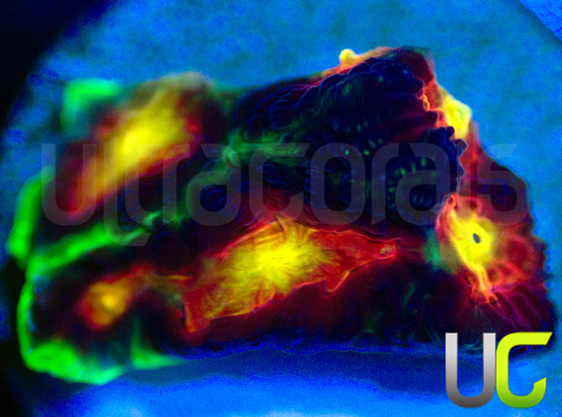 UC Ring Leader Favites