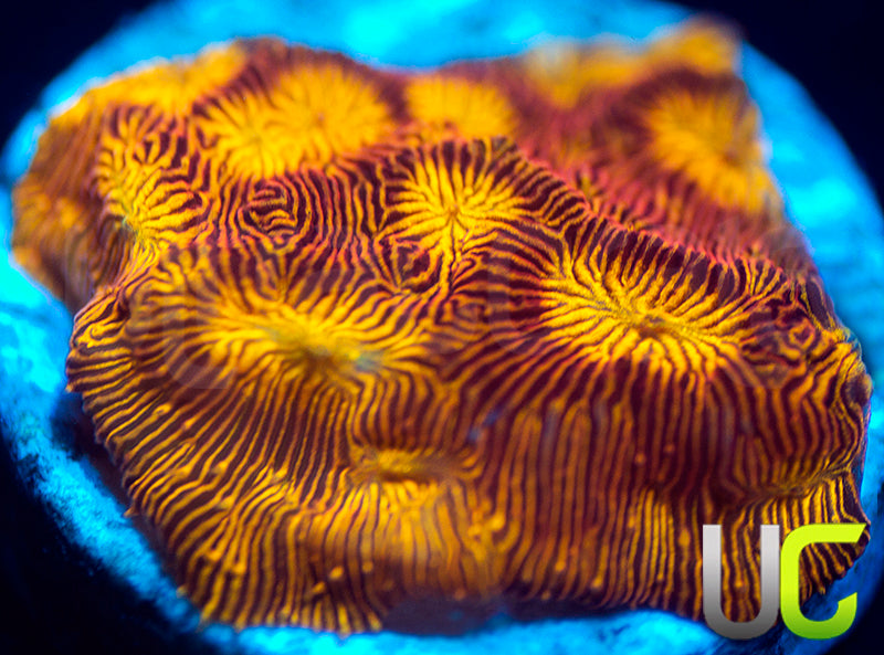 UC Sun Goddess Lepto