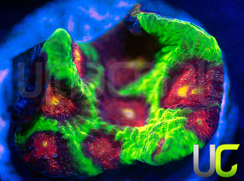 CB Tropic Thunder Favites