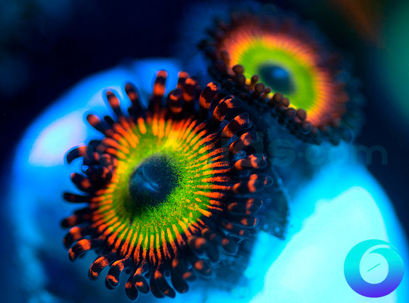 NEW RELEASE: Robotniks