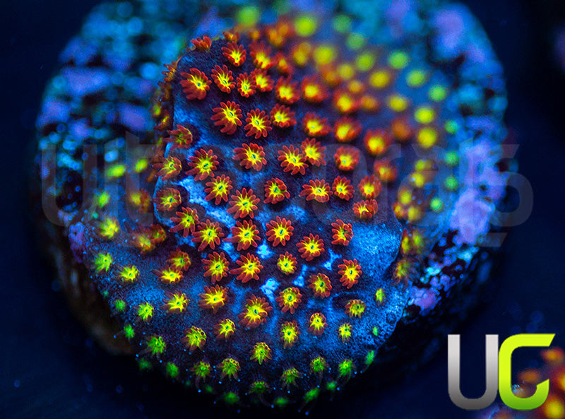 UC Flamethrower Stylo