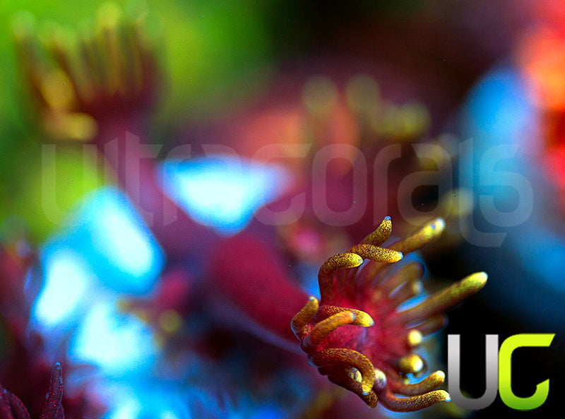 Pedros Rainbow Glitter Goni