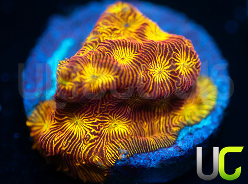 UC Sun Goddess Lepto