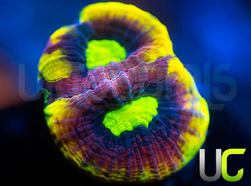 Ultra Dragon Soul Favia